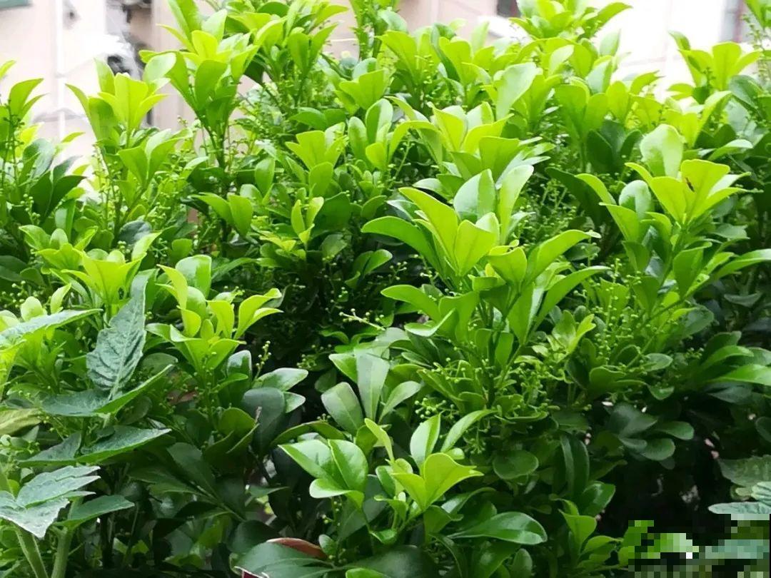 8种花，5月要赶紧修剪，剪完了还能窜新芽