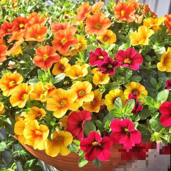 阳台养花,就选这5种,一年四季繁花如春! 阳台养花,就选这5种,一年四季繁花如春!