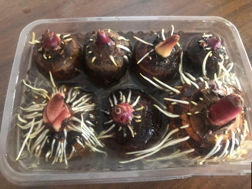 原来芋头茎也是一道美味，掰几根就是一盘好菜，上桌就被抢光！