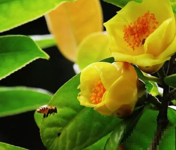 这花是茶族皇后，品种稀少又珍贵，国家一级保护植物！