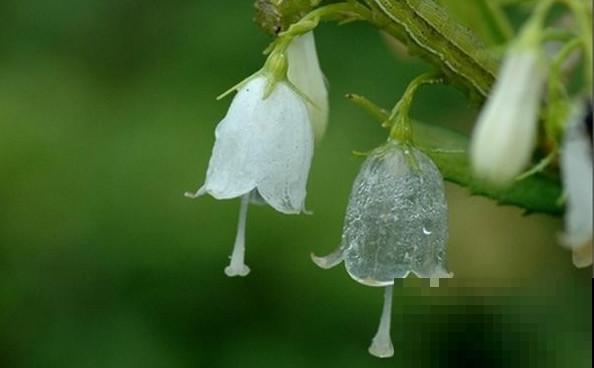 这些花实在太神奇了,一淋雨就变“脸”,透明花瓣像水晶! 这些花实在太神奇了,一淋雨就变“脸”,透明花瓣像水晶!