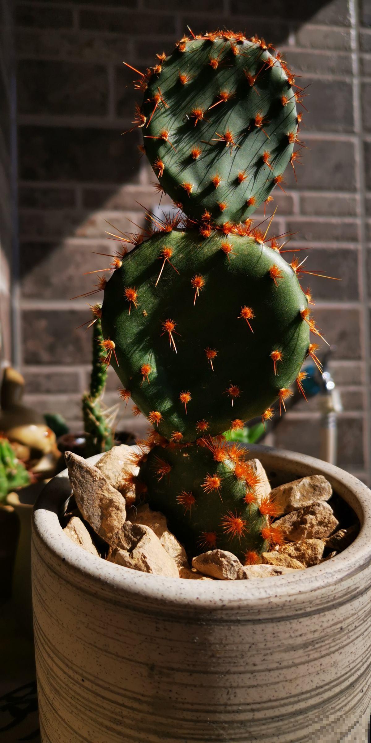 扎手的仙人掌,身上长满硬刺,这些刺有大作用 扎手的仙人掌,身上长满硬刺,这些刺有大作用