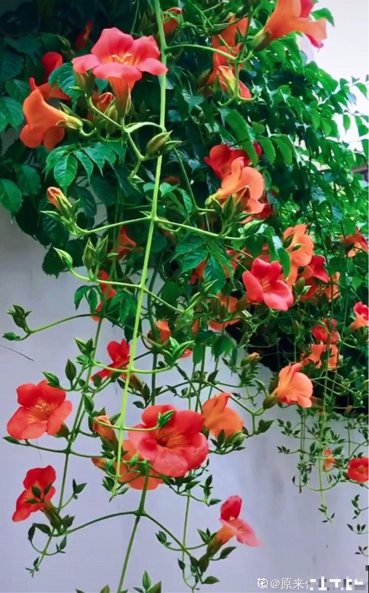 最美的路边花，沾土爬满墙，越热开得越多！