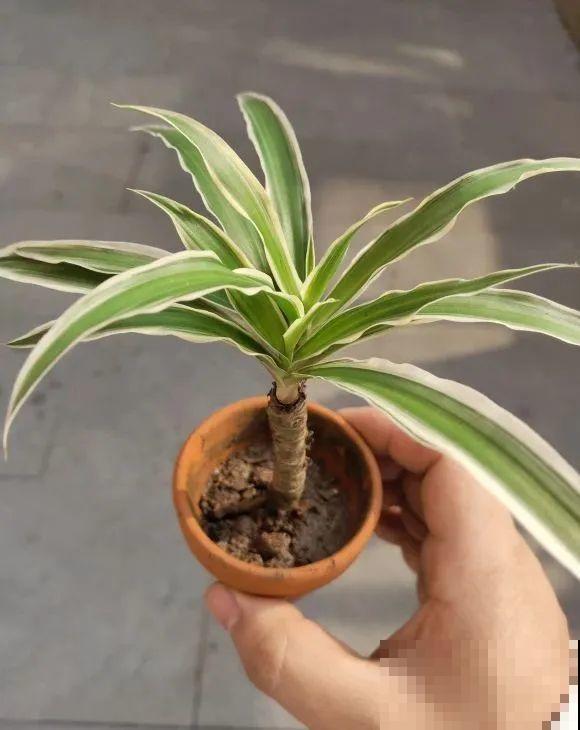 虎皮兰,红掌,吊兰养成老桩,变成大树,真壮观! 虎皮兰,红掌,吊兰养成老桩,变成大树,真壮观!