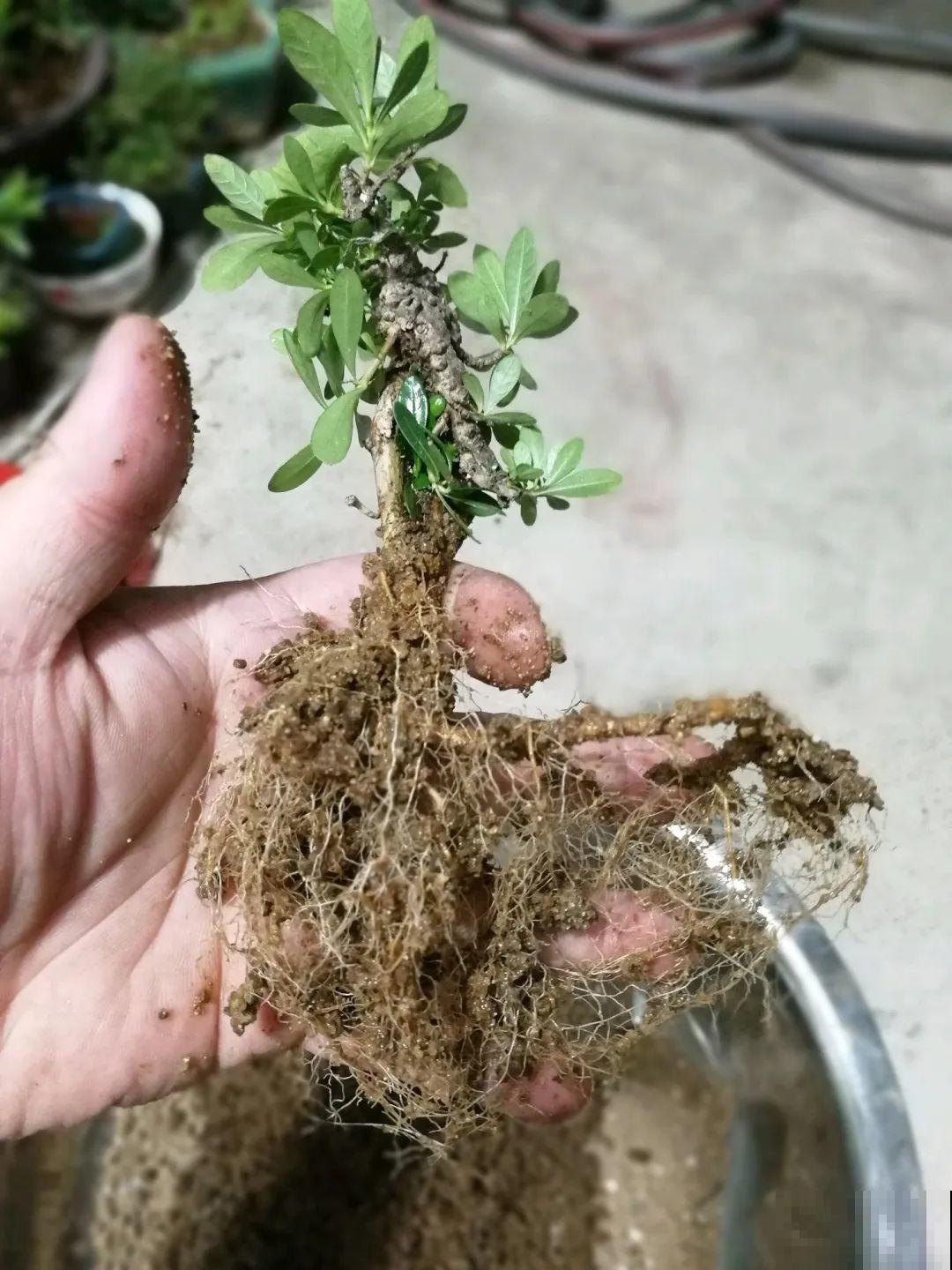 吊兰就用小盆养，根系拽一拽，立马变老桩！