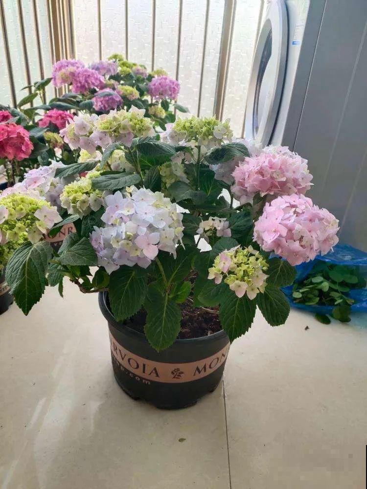 30种耐阴花，室内光照不佳，也能全年开花！