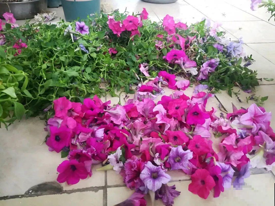 8种花，5月要赶紧修剪，剪完了还能窜新芽