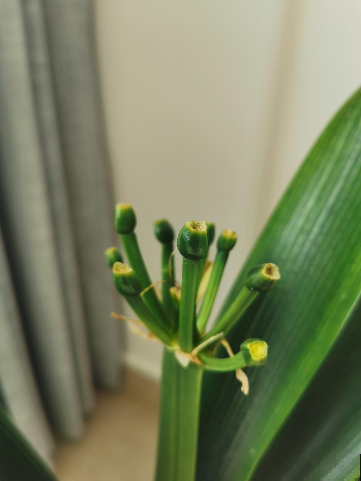 2种花，播种更省心，往土里一撒，嗖嗖长出小嫩芽