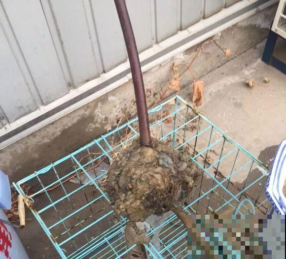 栀子花太难养？记住：少折腾，不黄叶，保证年年开花！