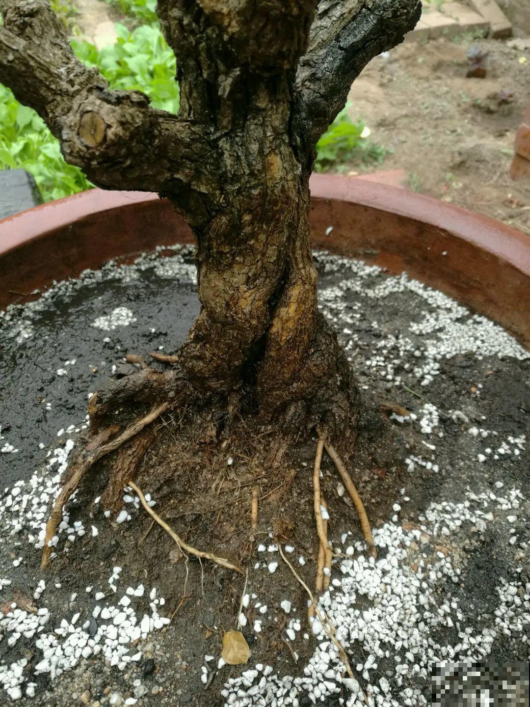 吊兰就用小盆养，根系拽一拽，立马变老桩！