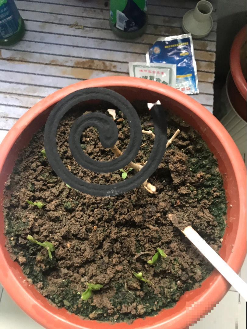 安全有效的杀虫妙招，这3点要记牢，虫子一去不返