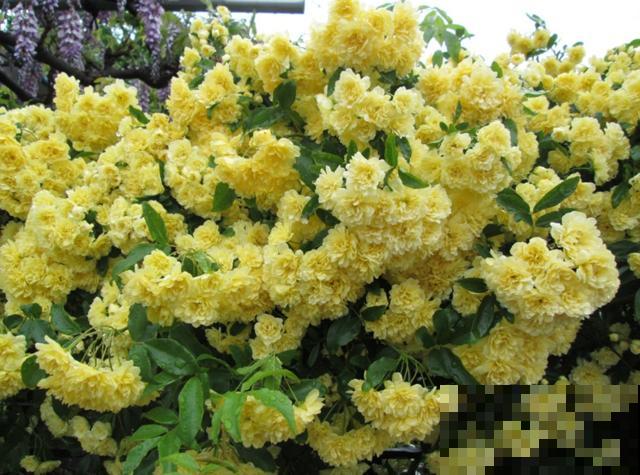 老家一棵40年的爬藤花，一开花能遮住整个院子，密密实实太震撼！