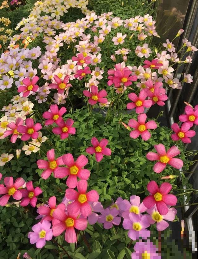 想要花园，现在就建，别等有钱！
