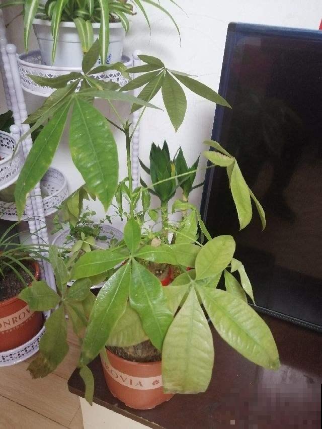 发财树一到夏天就黄叶，其实能避免，学会就杜绝黄叶！