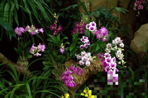 12种奇花异草，认识3种以上，就算见多识广了！