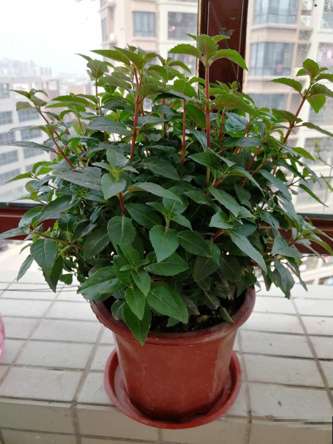 8种花，5月要赶紧修剪，剪完了还能窜新芽