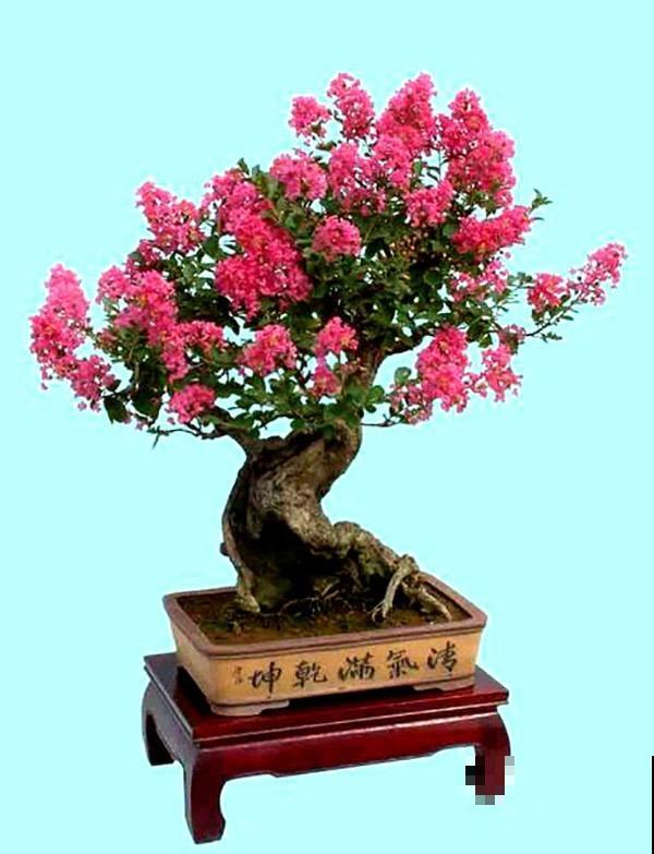 院里种一棵紫薇树,寓意紫气东来,还能驱邪避灾! 院里种一棵紫薇树,寓意紫气东来,还能驱邪避灾!