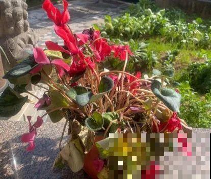 18种难养的花，把握一个点，就能起死回生！