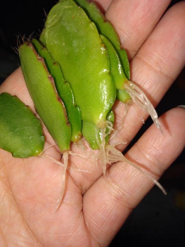 假昙花开花很独特，比真昙花还略胜一筹，养护还很简单！