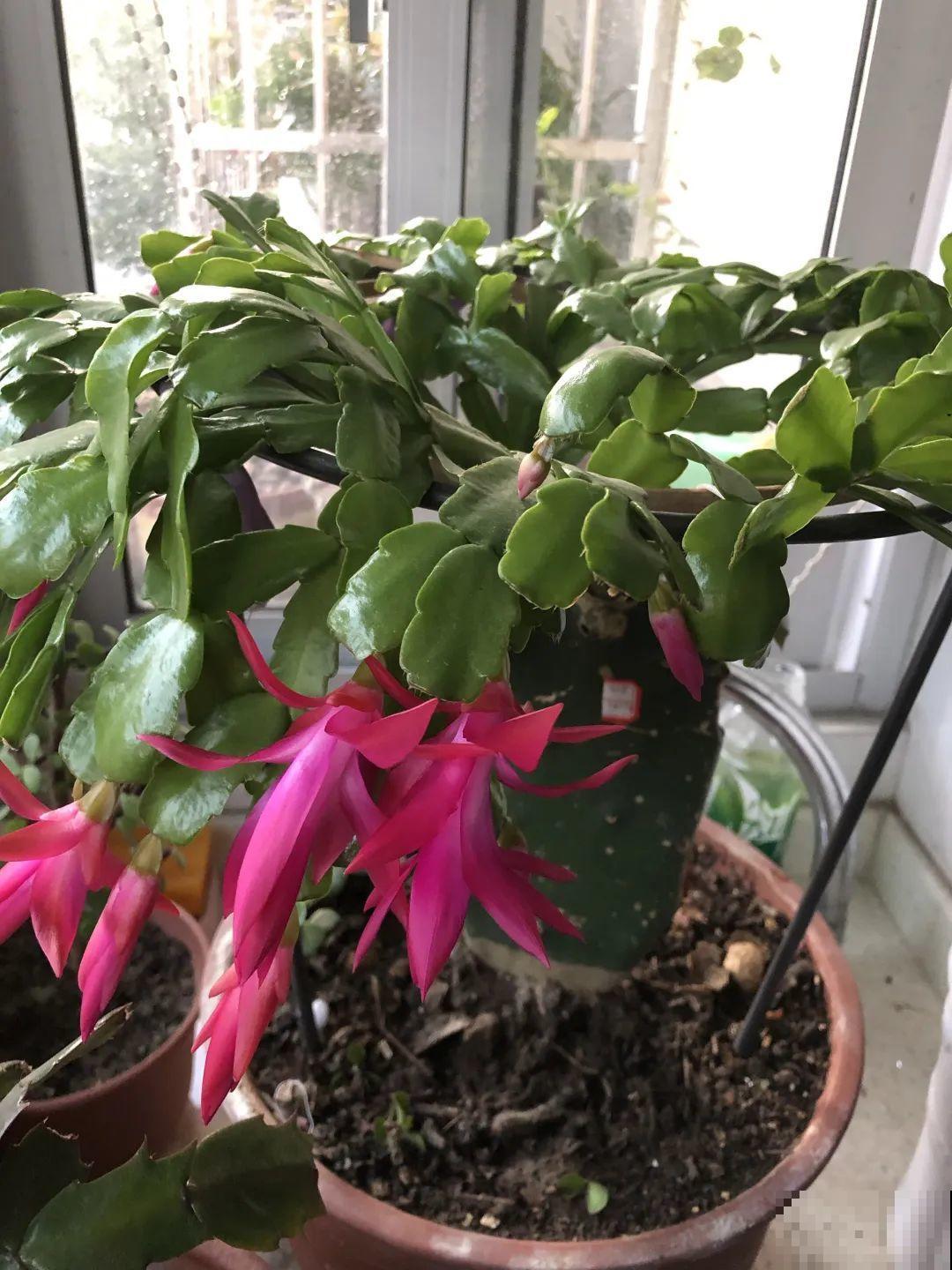 1种花，名叫假昙花，开花上百朵，美翻了