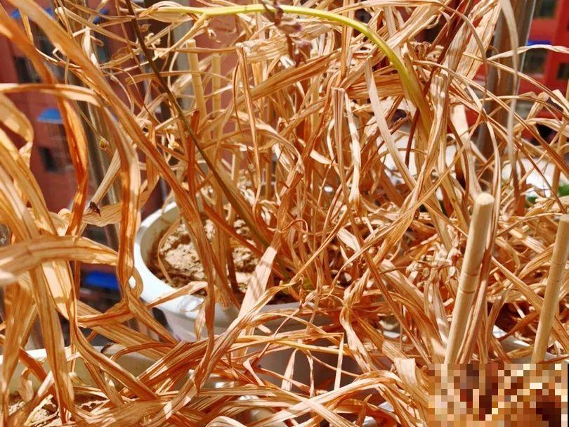 20种花,夏天要休眠,一浇水就死! 20种花,夏天要休眠,一浇水就死!