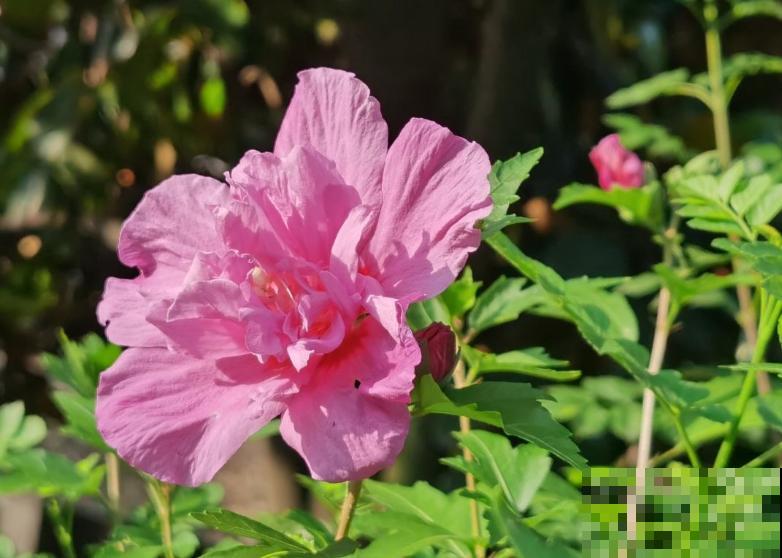 二十四节气,24种花,送给大家一起欣赏! 二十四节气,24种花,送给大家一起欣赏!