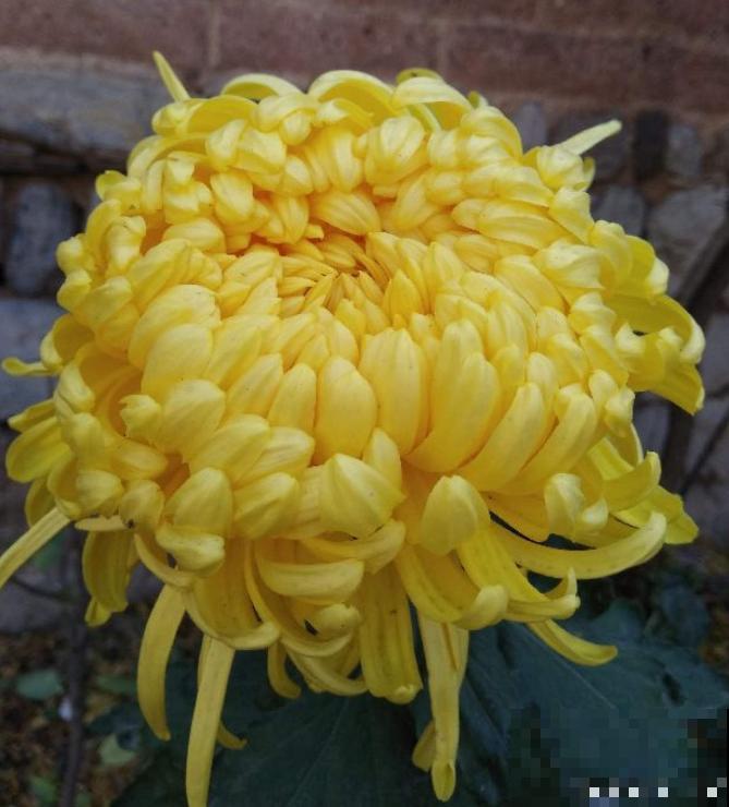 二十四节气,24种花,送给大家一起欣赏! 二十四节气,24种花,送给大家一起欣赏!