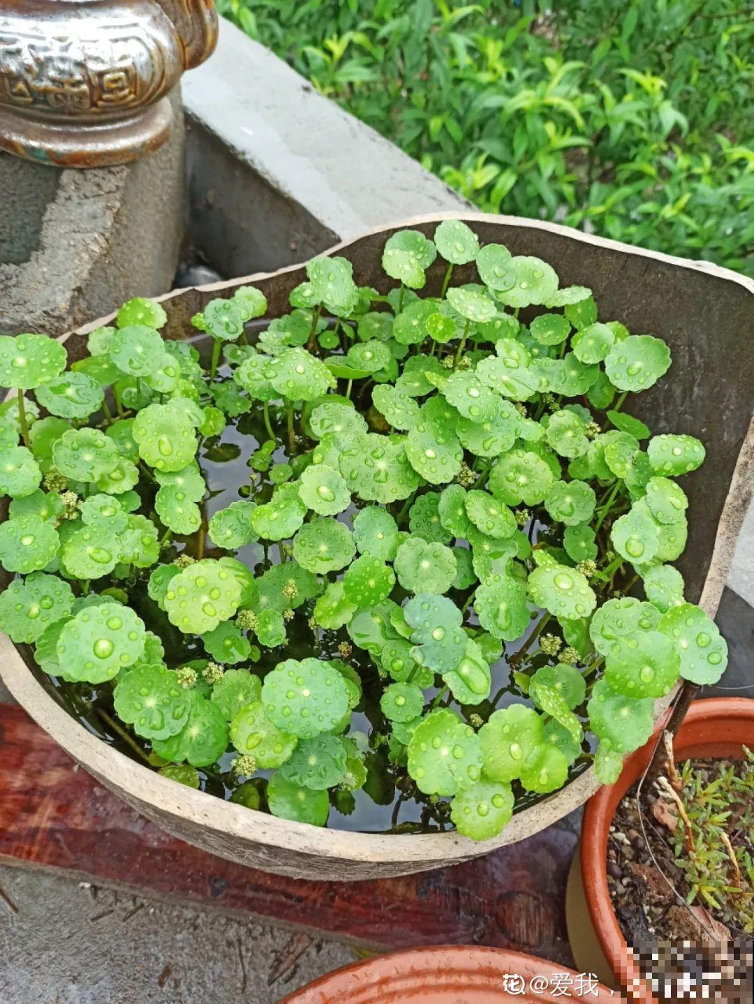 7种花就是饮水机,一天不喝水,叶子全瘪了! 7种花就是饮水机,一天不喝水,叶子全瘪了!