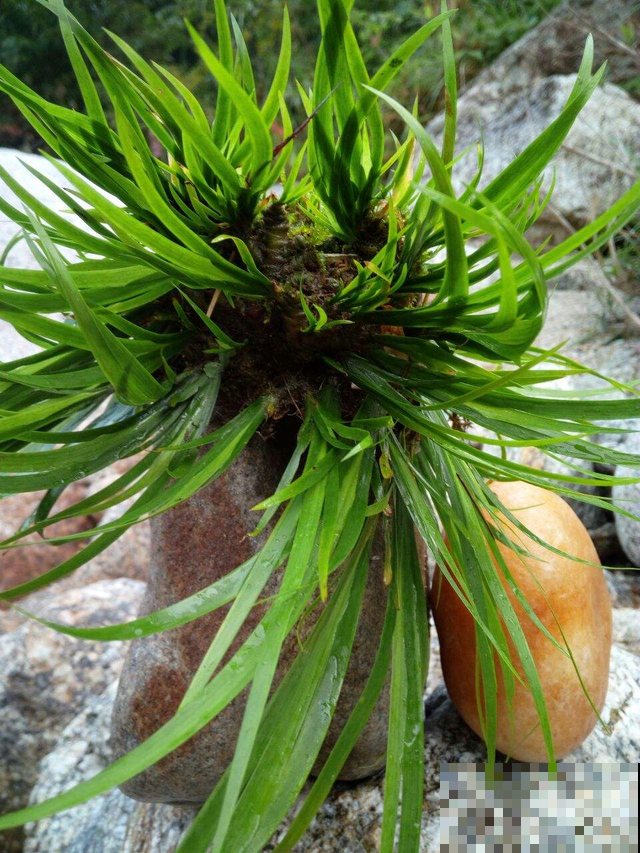 小时候常见的水竹,种在花盆里,气质提升一大截 小时候常见的水竹,种在花盆里,气质提升一大截