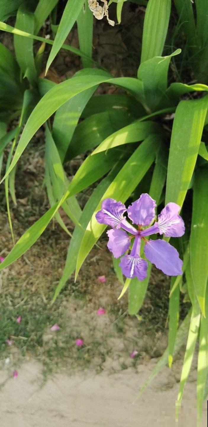 野外总是看见蓝紫小花，原是野鸢尾，挖回家省钱还好看！