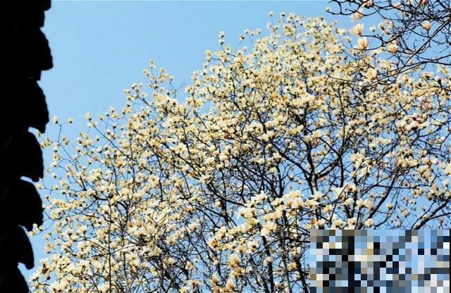 中国8大古树，历经千年不倒，最老一棵4000岁！