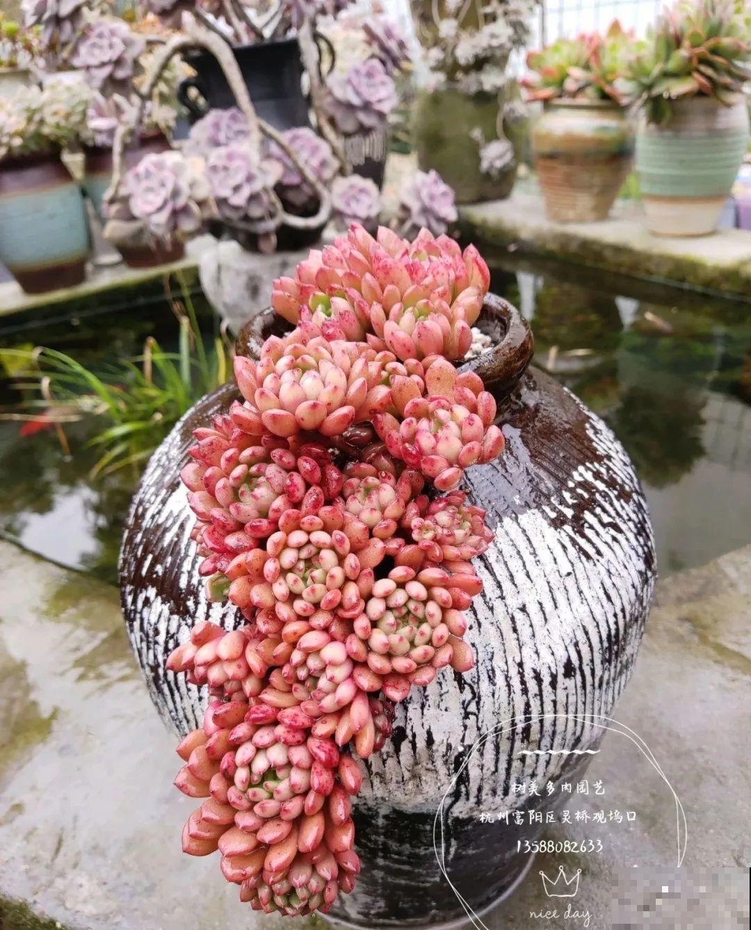 咸菜坛子先别丢,拿来养花,盆盆养成小树,太震撼 咸菜坛子先别丢,拿来养花,盆盆养成小树,太震撼