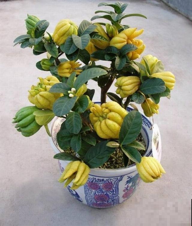 极品水果盆景,黄澄澄的果子挂满枝,太诱人了! 极品水果盆景,黄澄澄的果子挂满枝,太诱人了!