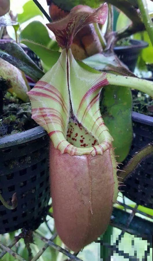 5种能吃蚊虫的花,家里养一盆,蚊子灭光光! 5种能吃蚊虫的花,家里养一盆,蚊子灭光光!