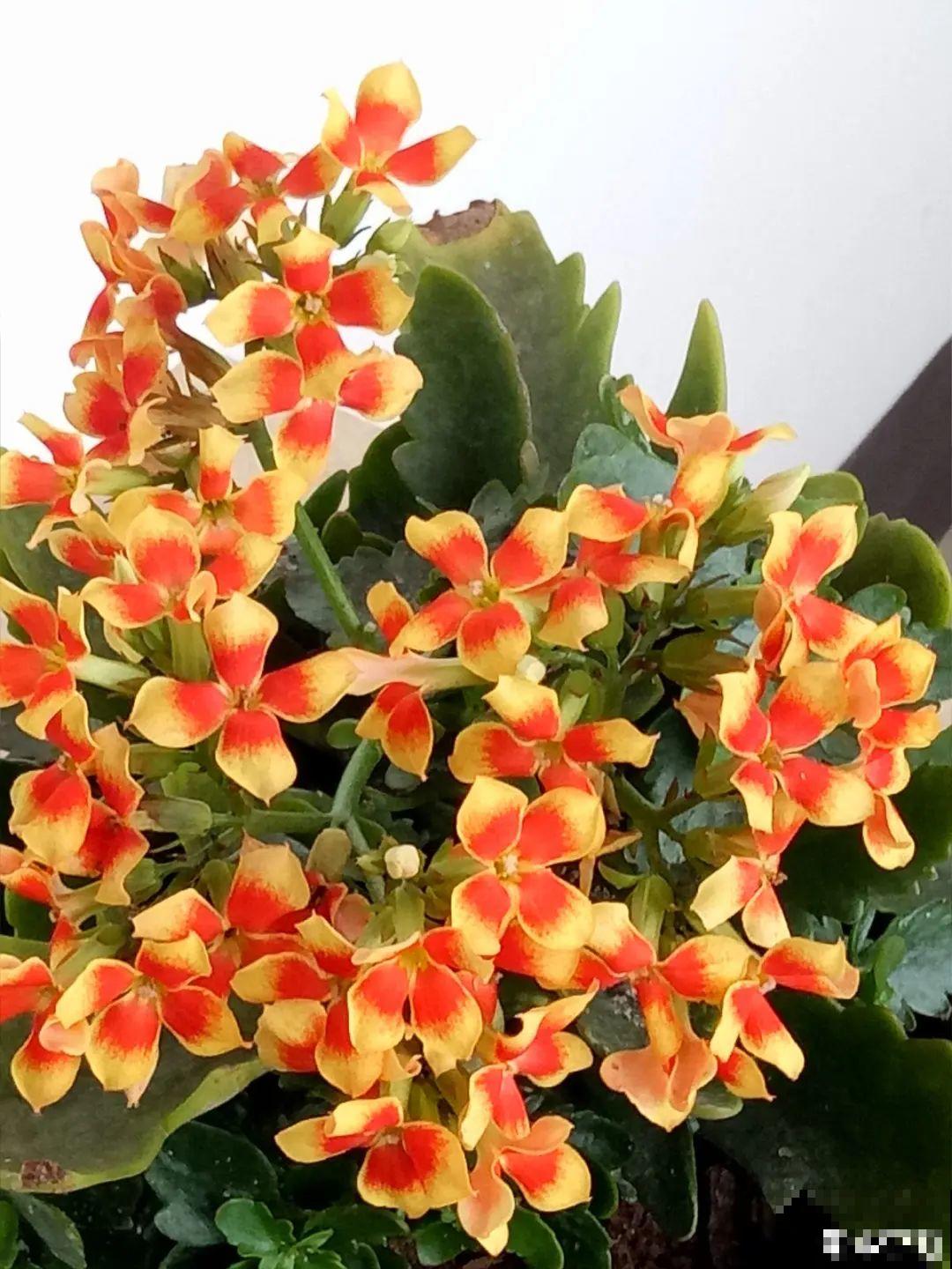 家里养这20种花,呼呼开花,花多得看不见叶 家里养这20种花,呼呼开花,花多得看不见叶