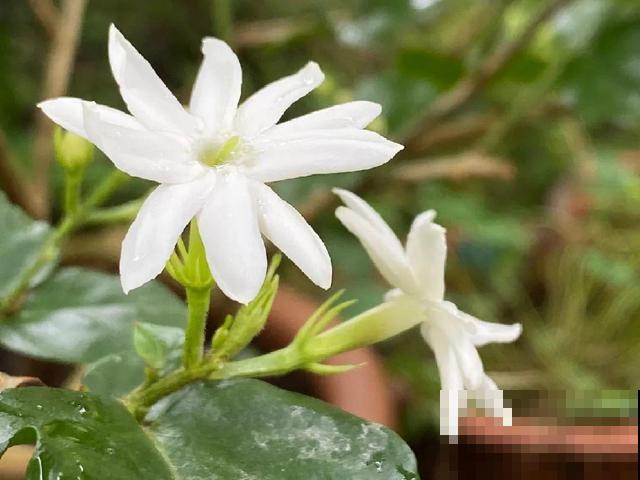 活的“香水花”，开一朵，家里香气飘飘！