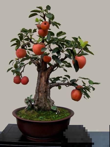 极品水果盆景,黄澄澄的果子挂满枝,太诱人了! 极品水果盆景,黄澄澄的果子挂满枝,太诱人了!