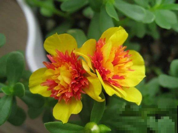 死不了的太阳花，夏天能把盆撑破，20多个品种你都没见过！