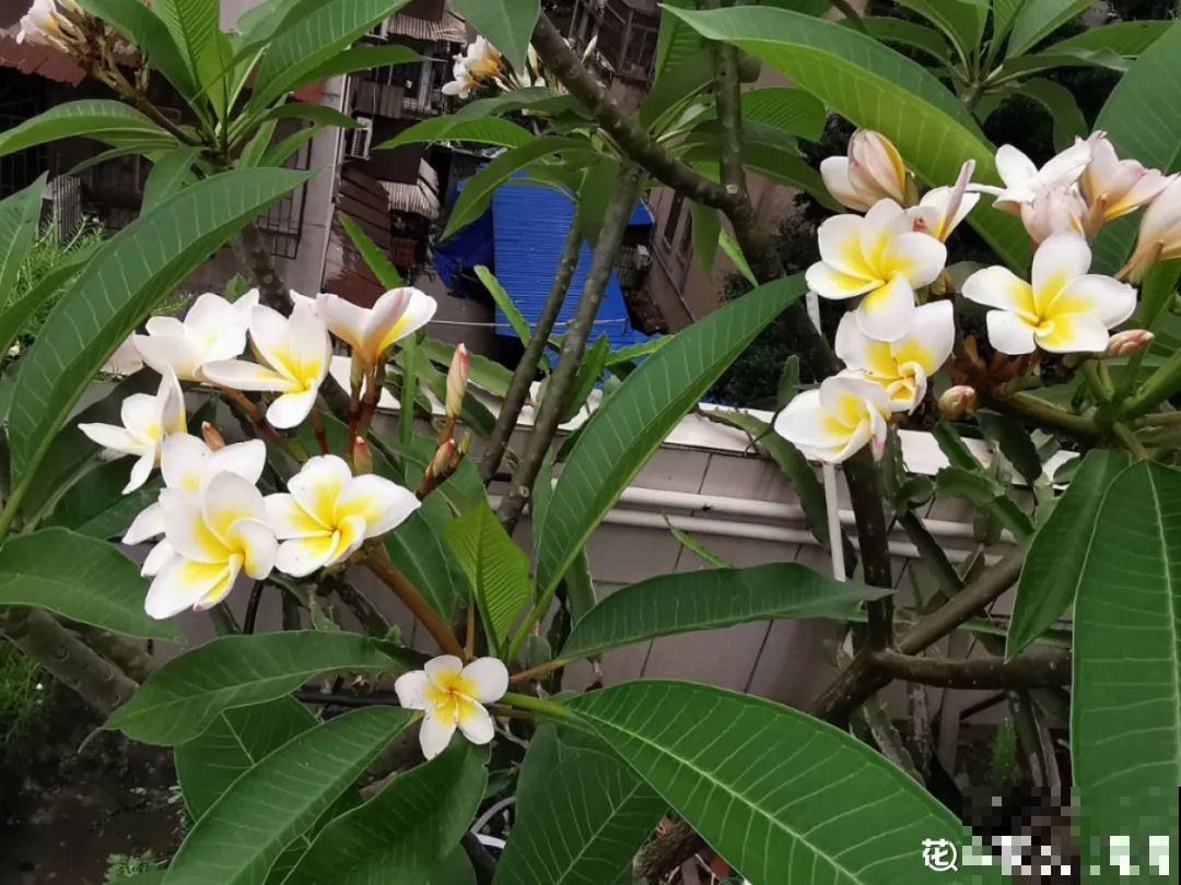 6种小众花,开花特别美,少有人养过! 6种小众花,开花特别美,少有人养过!