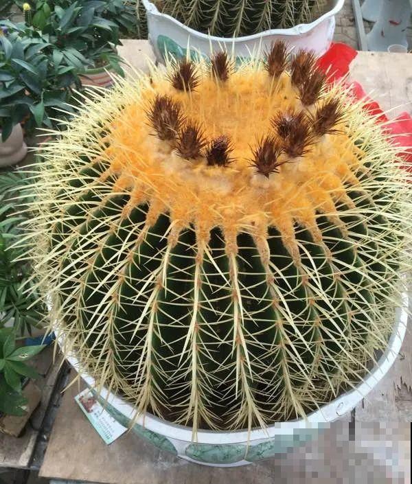 8种镇宅花,窗户边养一棵,霸气又镇宅 8种镇宅花,窗户边养一棵,霸气又镇宅