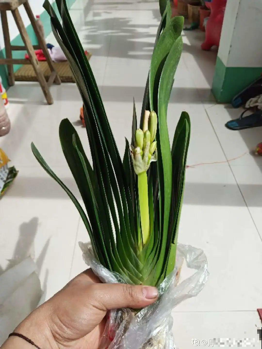 6种常见小东西，往水里一加，养花再也不烂根