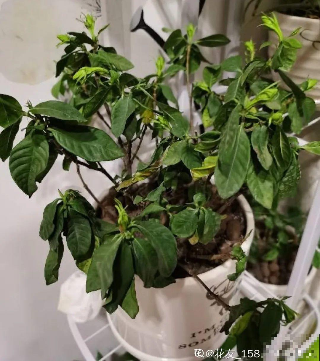 5种花盆养花,怪不得都死了,全是样子货! 5种花盆养花,怪不得都死了,全是样子货!