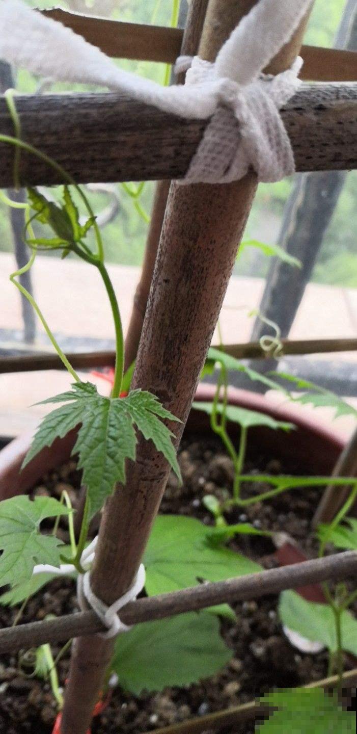 原来苦瓜这么好种，一个花盆能结好几斤，不用花钱买了！