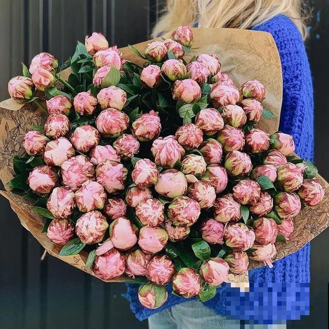 老外培育的芍药花，花苞比鸡蛋大，一朵能开一个月！