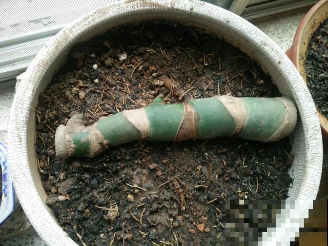 花长了“长胡须”,压土里一埋,10天就生根,特简单! 花长了“长胡须”,压土里一埋,10天就生根,特简单!