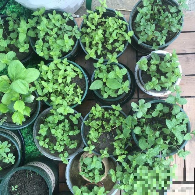 7种花插土里，立马长满院子，蚊虫不敢靠近！