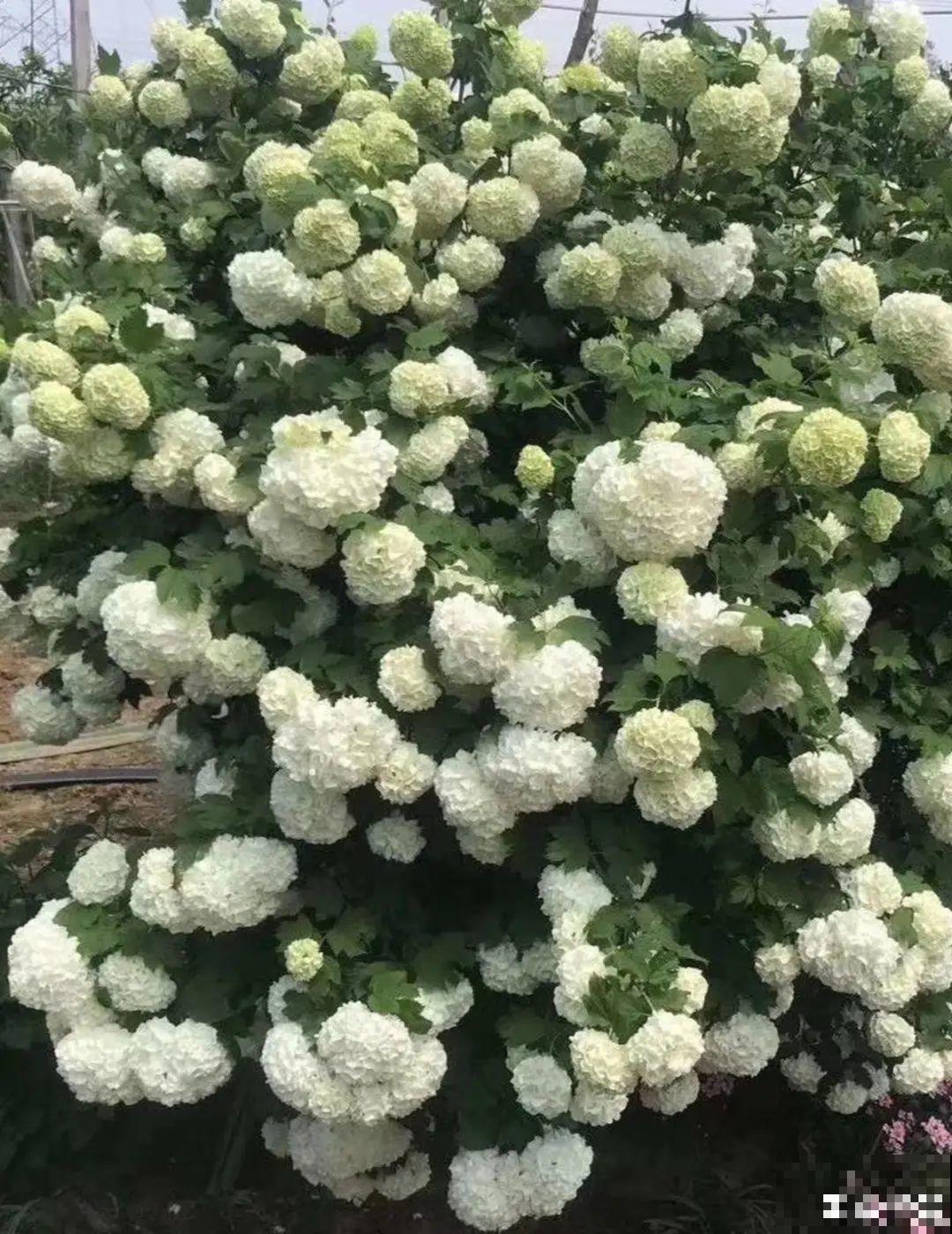 大门口养这几种花，开花就是一大片，邻居都跑来看！