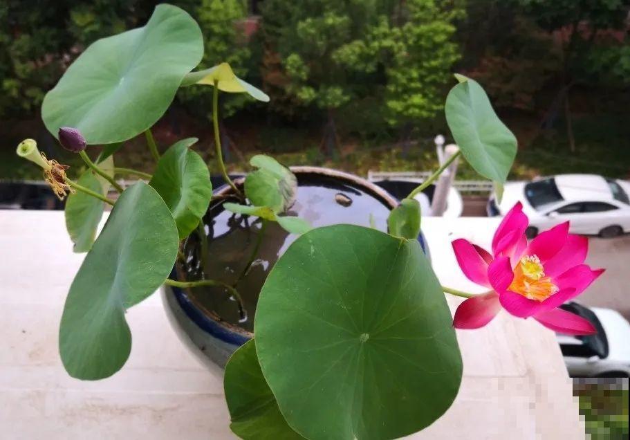 12种花，适合夹缝里养，不占地儿、开花最多！