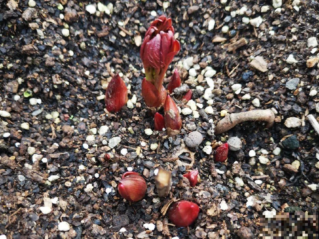 老外培育的芍药花，花苞比鸡蛋大，一朵能开一个月！