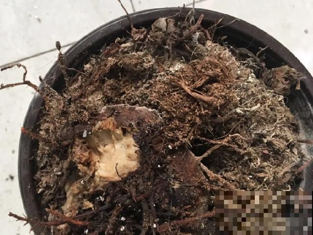 夏天潮湿闷热，一不小心花就烂根，看准时机砍掉，照样长出新叶子